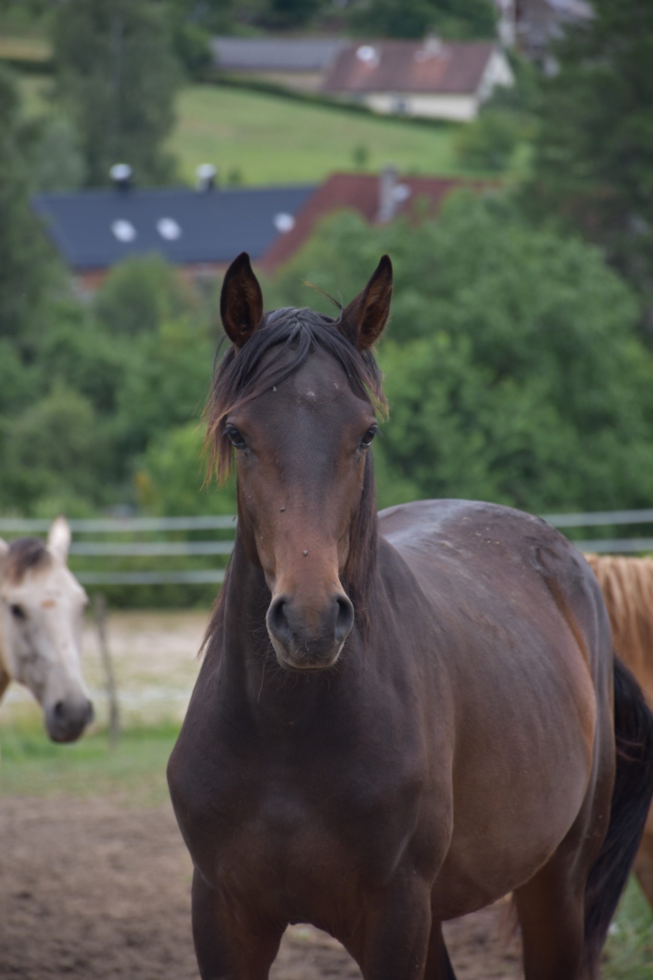 Fuego HDG z teplokrevné matky