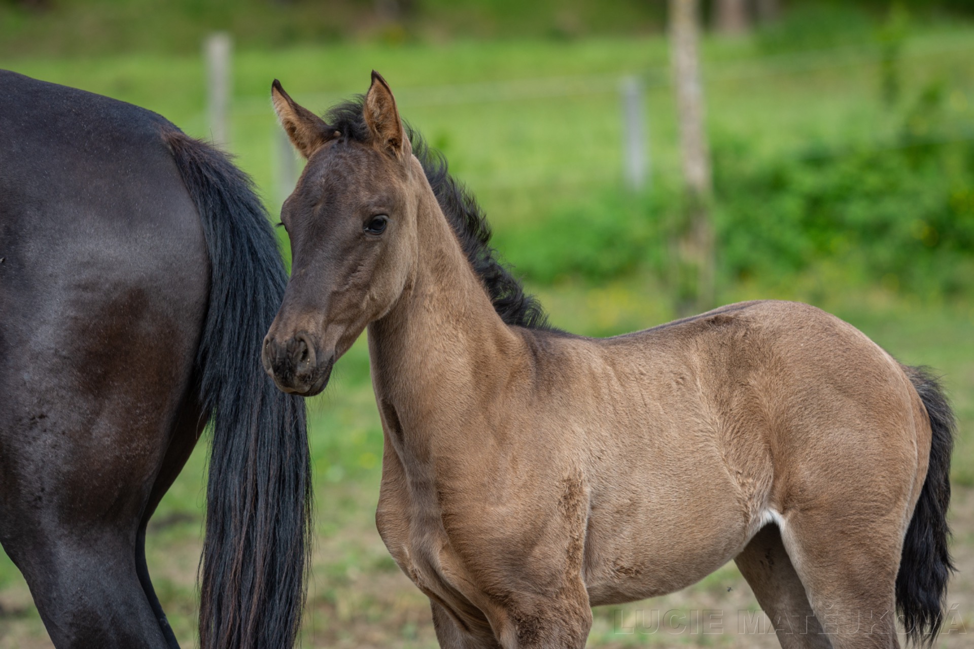 Tahoe HDG a Guadiana