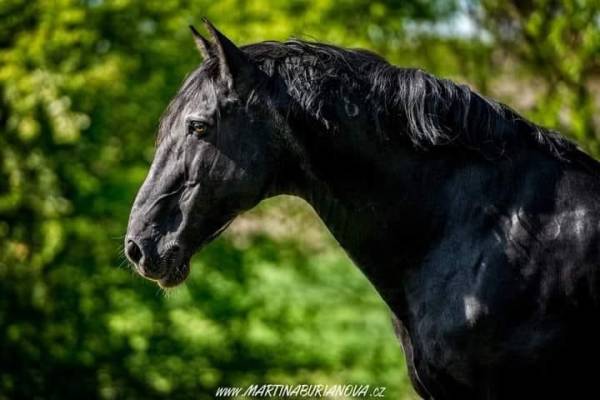 Plemenný hřebec QUIMISMO
