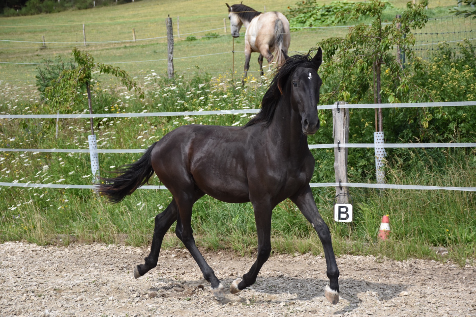 Vidalio HDG - roční hřebeček z hannoverské matky Diva po lusitano Quimismovi