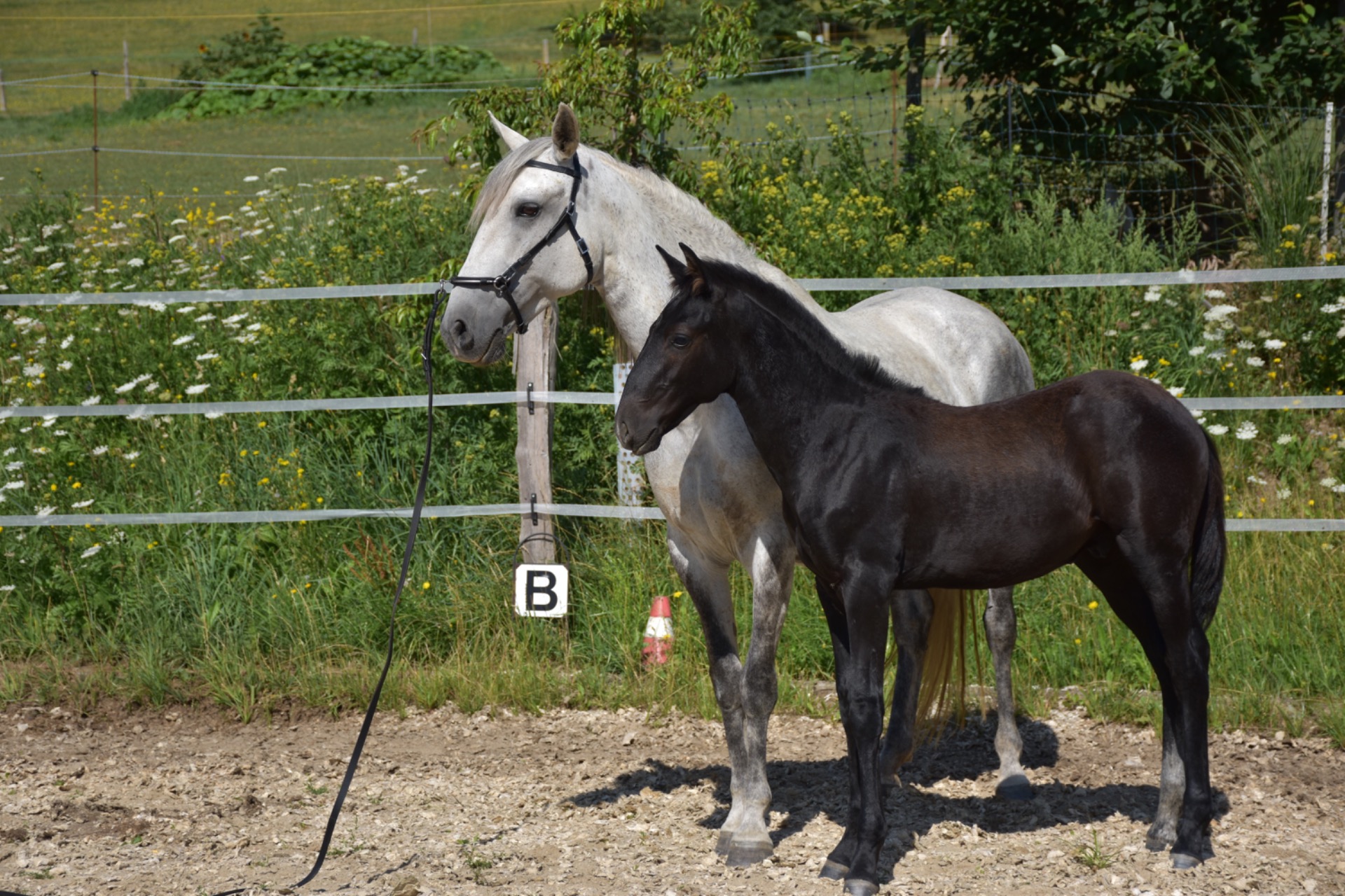 Lambreta a její první syn Xanty HDG - lusitano
